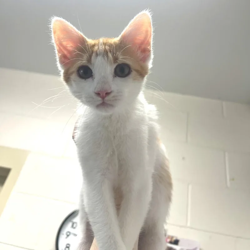 A baby small-sized female White Domestic Short Hair cat named Gilly for adoption in Albert Lea, MN