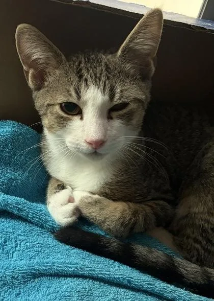 A baby small-sized male Domestic Short Hair cat named Paul for adoption in West Chester, PA