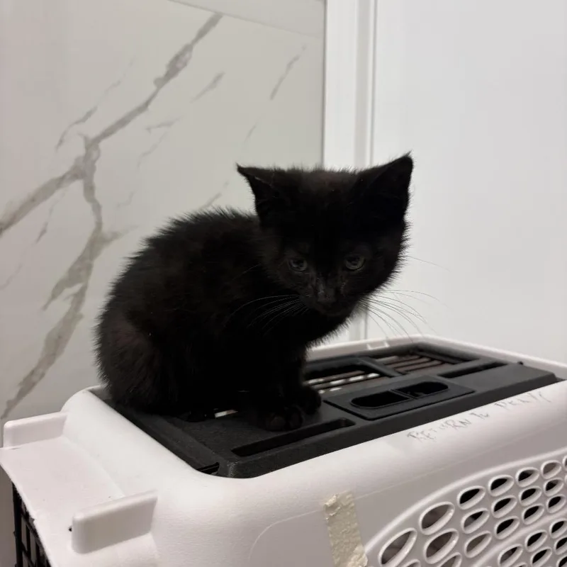A baby small-sized female Black Domestic Short Hair cat named Little Pickle for adoption in Middle Village, NY