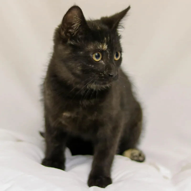 A baby medium-sized female Tortoiseshell cat named Mia for adoption in Denver, CO