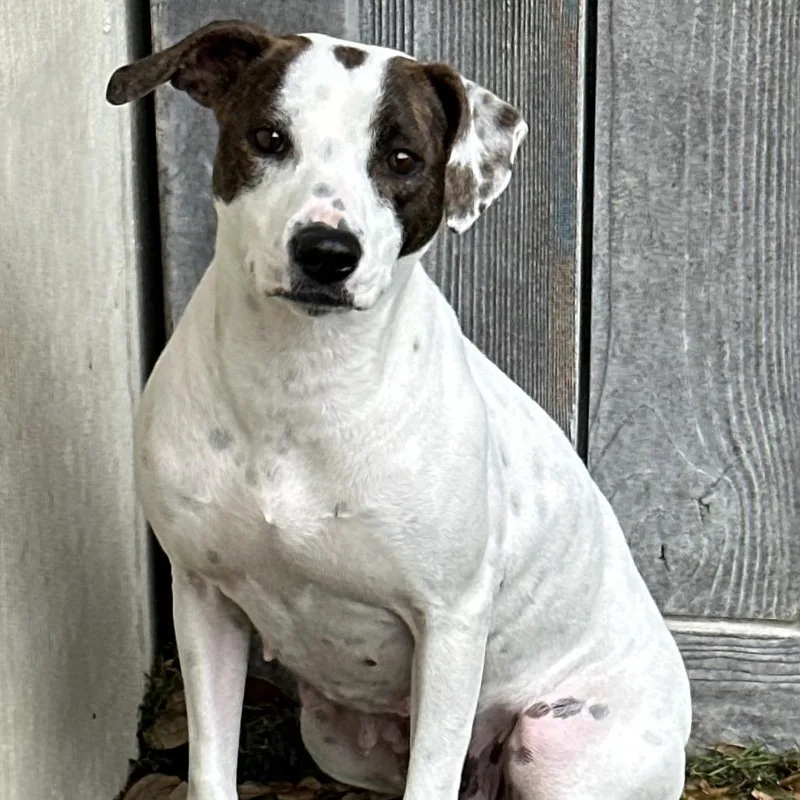 An adult medium-sized female White / Cream Labrador Retriever dog named Daisy Mae for adoption in LOXAHATCHEE, FL