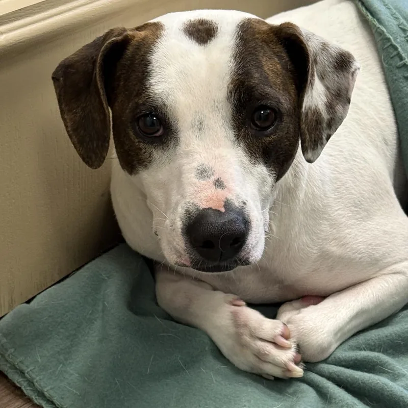 Daisy Mae thumbnail 2