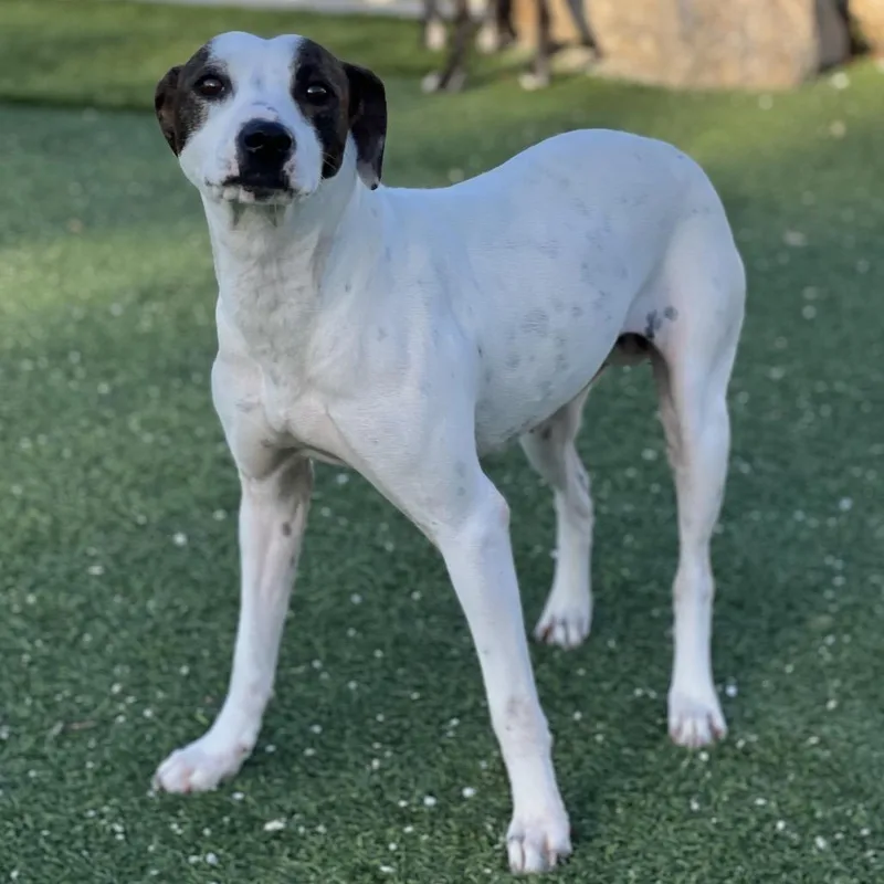 Daisy Mae thumbnail 3