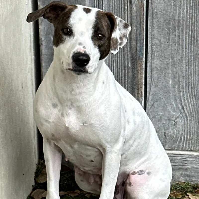 Daisy Mae thumbnail 4