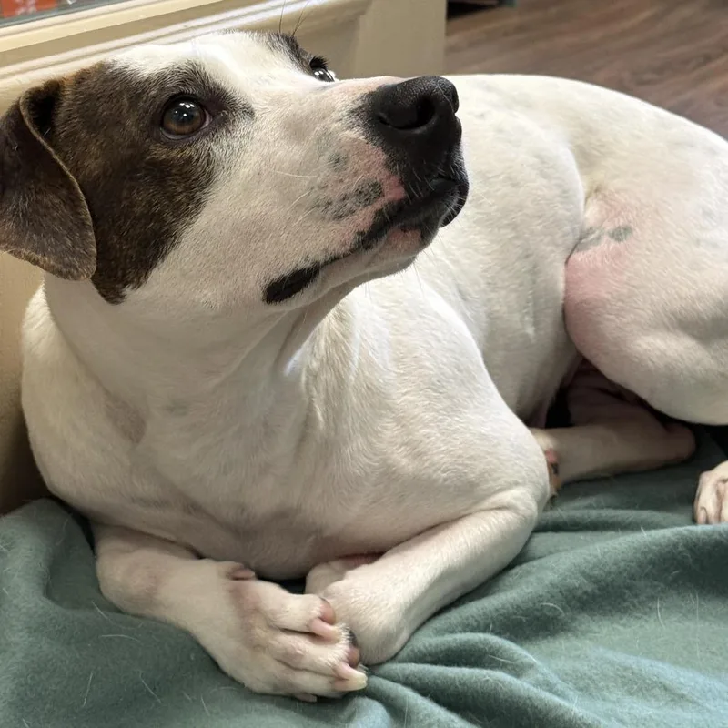 Daisy Mae thumbnail 5