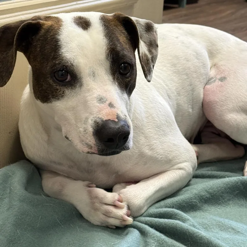 Daisy Mae thumbnail 6