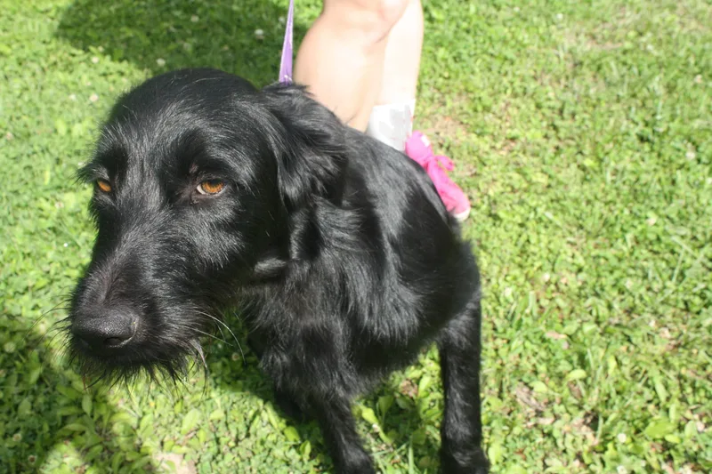 An adult medium-sized male Black Poodle dog named Frankie for adoption in Harrison, AR