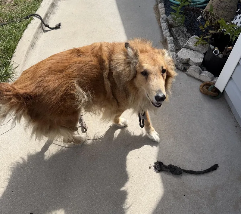 Coltsweetest dog thumbnail 2