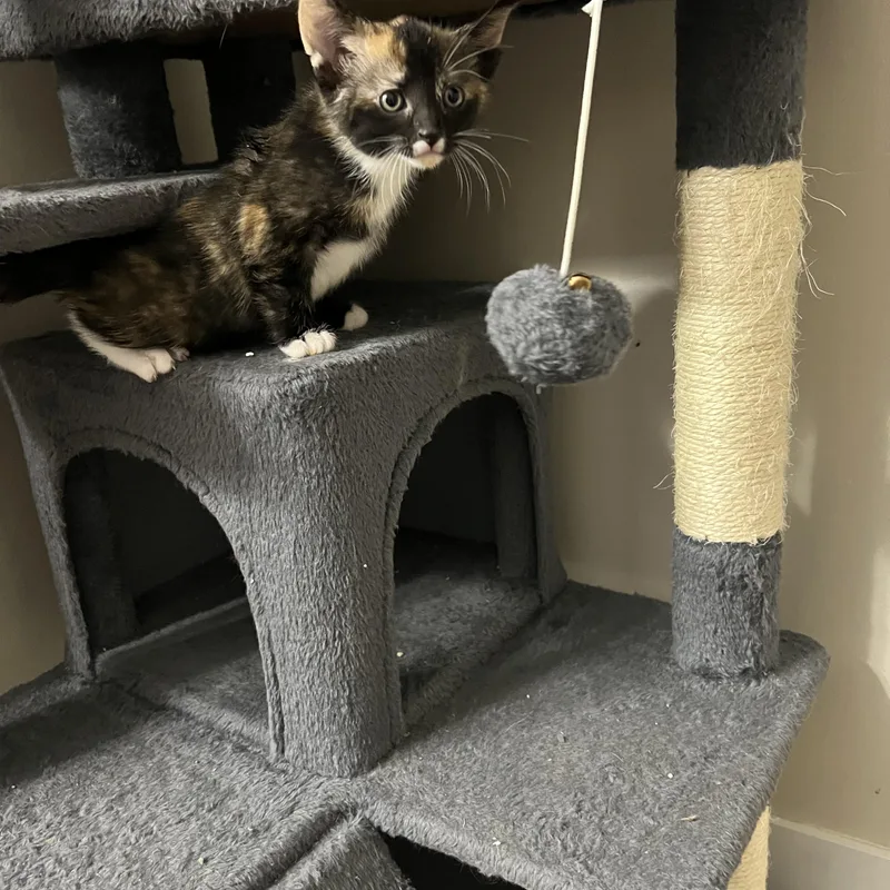 A baby small-sized female Tortoiseshell Domestic Short Hair cat named Tia for adoption in Davisburg, MI