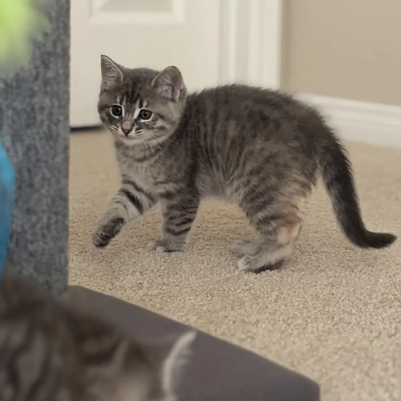 A baby medium-sized male Gray / Blue / Silver Domestic Short Hair cat named Newport for adoption in Long Beach, CA