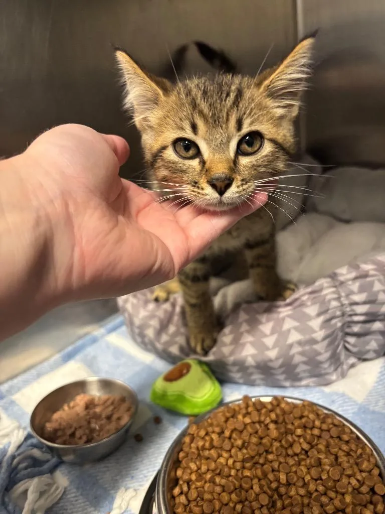 A baby medium-sized male Domestic Short Hair cat named Norton for adoption in Bloomington, IN