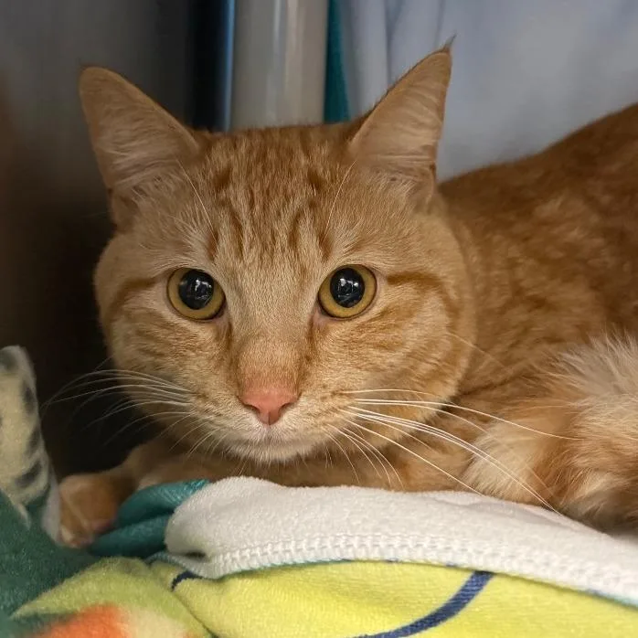 An adult medium-sized male Orange / Red Domestic Short Hair cat named Boots for adoption in Springfield, MA
