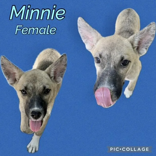 A baby medium-sized female Belgian Shepherd / Malinois dog named Minnie for adoption in Manchester, CT