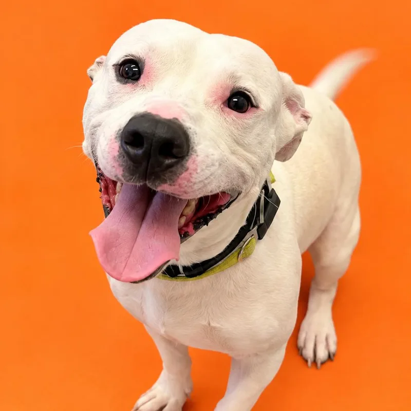 An adult medium-sized male White / Cream Pit Bull Terrier dog named Casper for adoption in Concord, NC