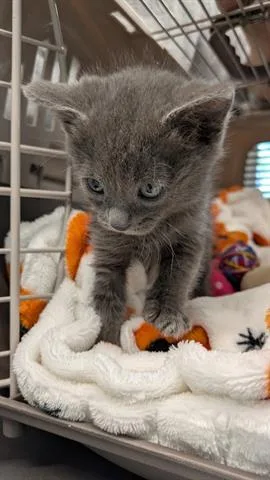 A baby small-sized female Domestic Short Hair cat named Delilah for adoption in San Martin, CA