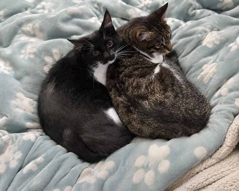 A young medium-sized female Domestic Short Hair cat named Luna for adoption in Spring Lake, NJ