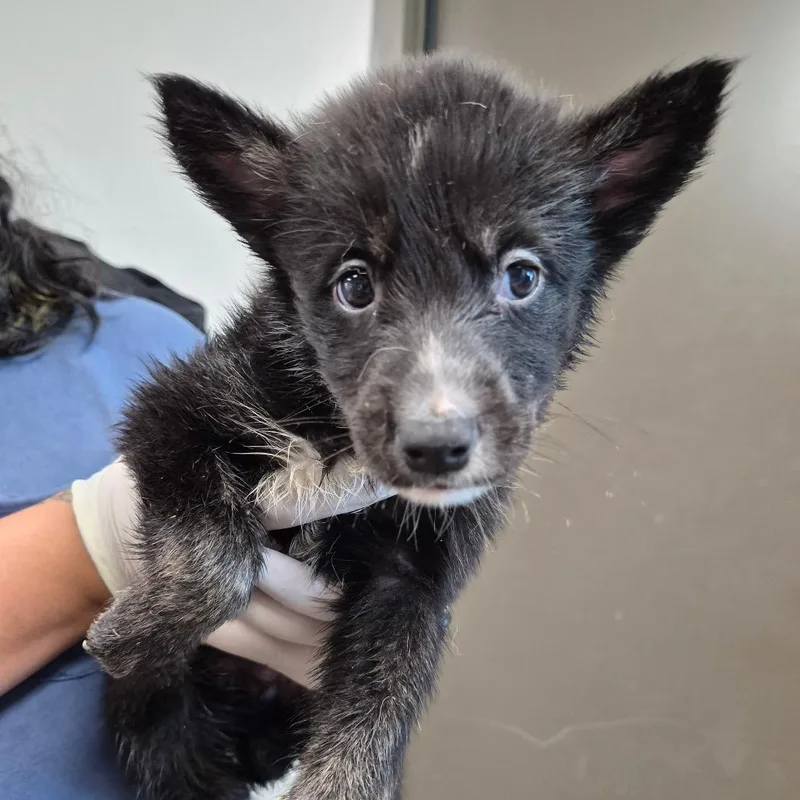 A baby small-sized male Black Shepherd dog named Muno for adoption in Cleveland, MS