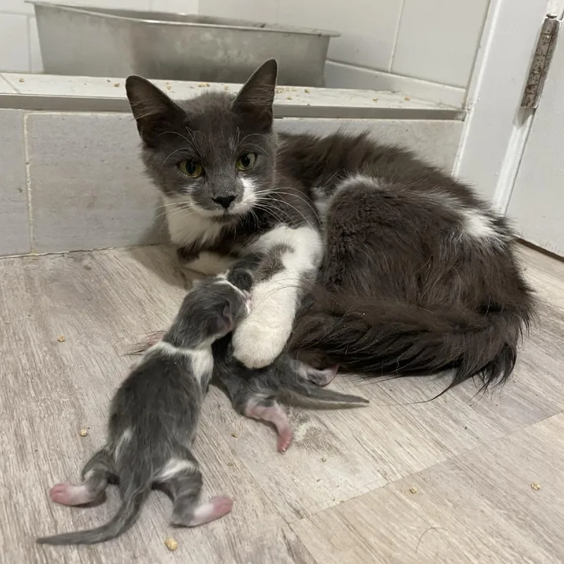 A young medium-sized female Lilac Point Domestic Short Hair cat named Banana for adoption in Chicago, IL