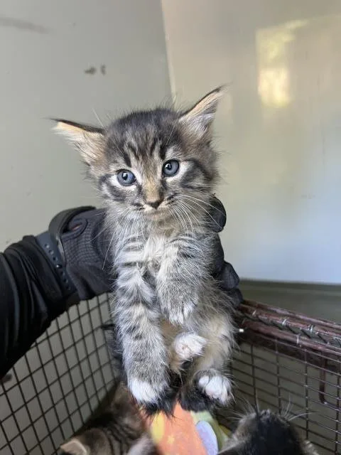 A baby small-sized female Domestic Medium Hair cat named Maple for adoption in San Luis Obispo, CA