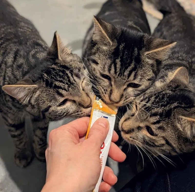 Mocha  Latte And thumbnail 2