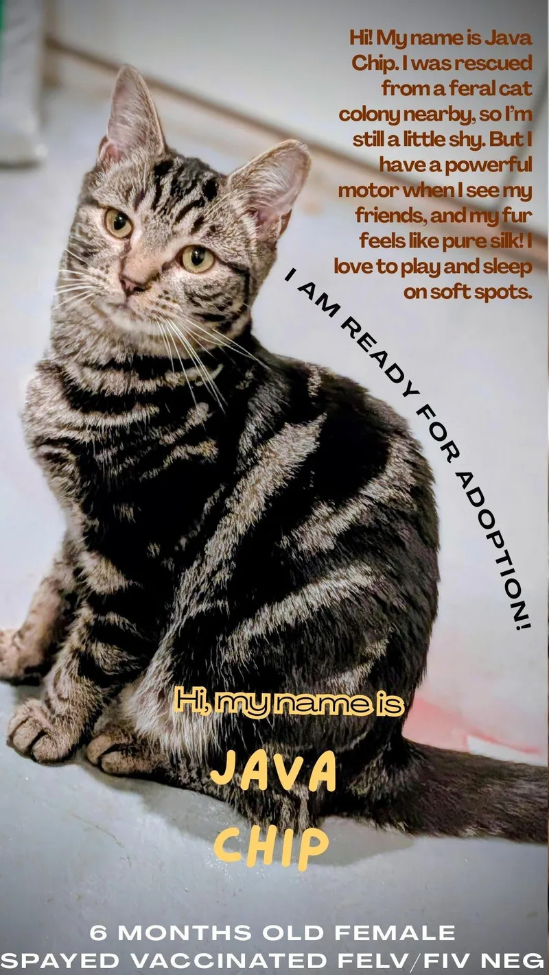 Mocha  Latte And thumbnail 3