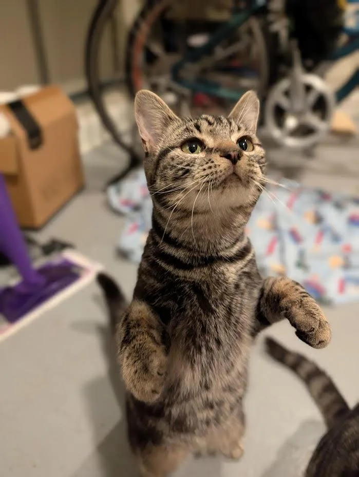 Mocha  Latte And thumbnail 4