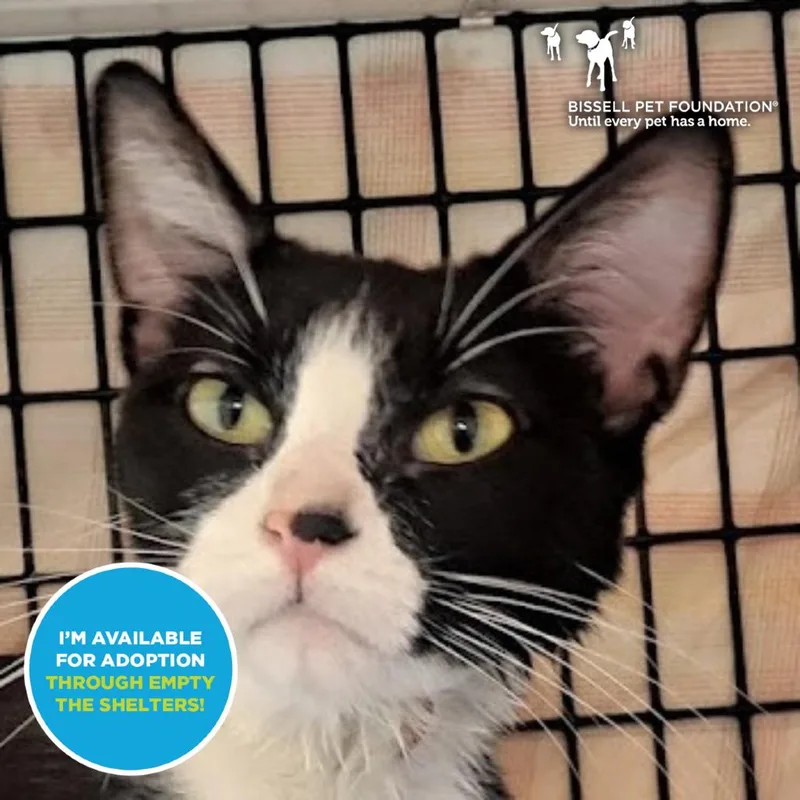 An adult medium-sized female Black Domestic Short Hair cat named Martini for adoption in Chicago, IL