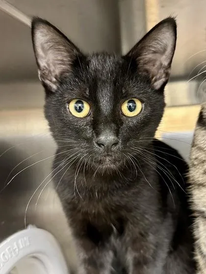 A baby medium-sized male Black Domestic Short Hair cat named Camaro for adoption in Wichita, KS