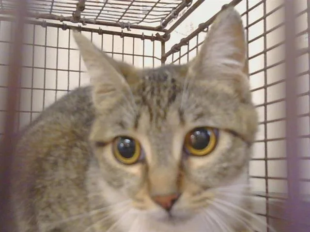 A young small-sized female Domestic Medium Hair cat named A for adoption in Sacramento, CA