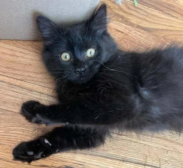 Frankie