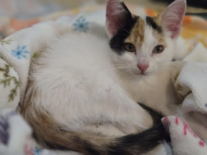 A baby medium-sized female White Domestic Short Hair cat named Daisy for adoption in La Crescent, MN