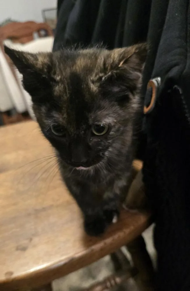 A baby small-sized female Domestic Medium Hair cat named Grapefruit for adoption in Broomfield, CO