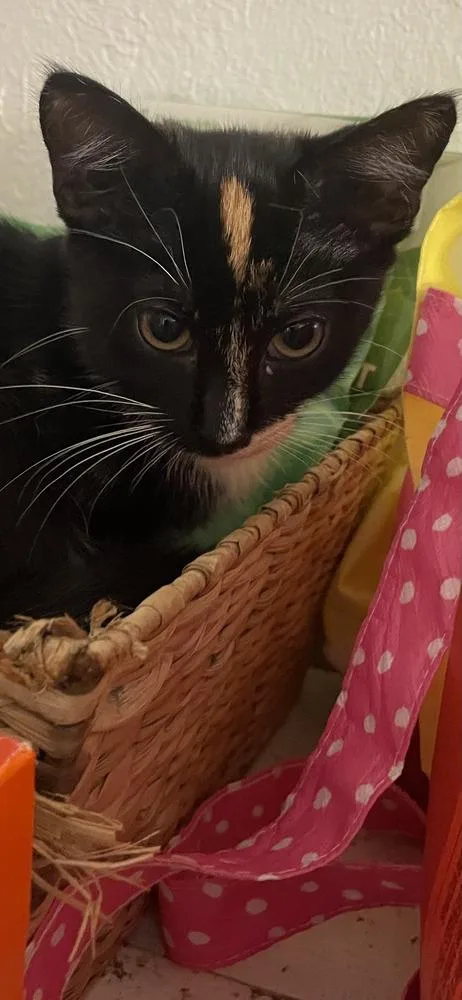 A baby small-sized female Domestic Short Hair cat named Two Face for adoption in Dallas, TX