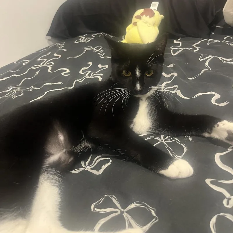A young medium-sized female Black Domestic Short Hair cat named Thumper for adoption in Middle Village, NY