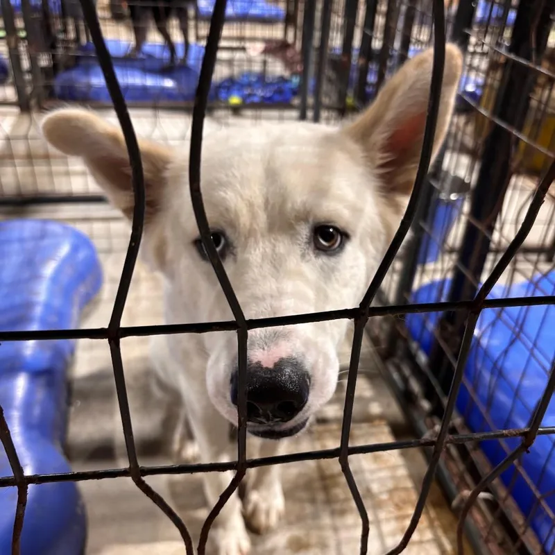 A young medium-sized male White / Cream Husky dog named Ice for adoption in Fort Smith, AR