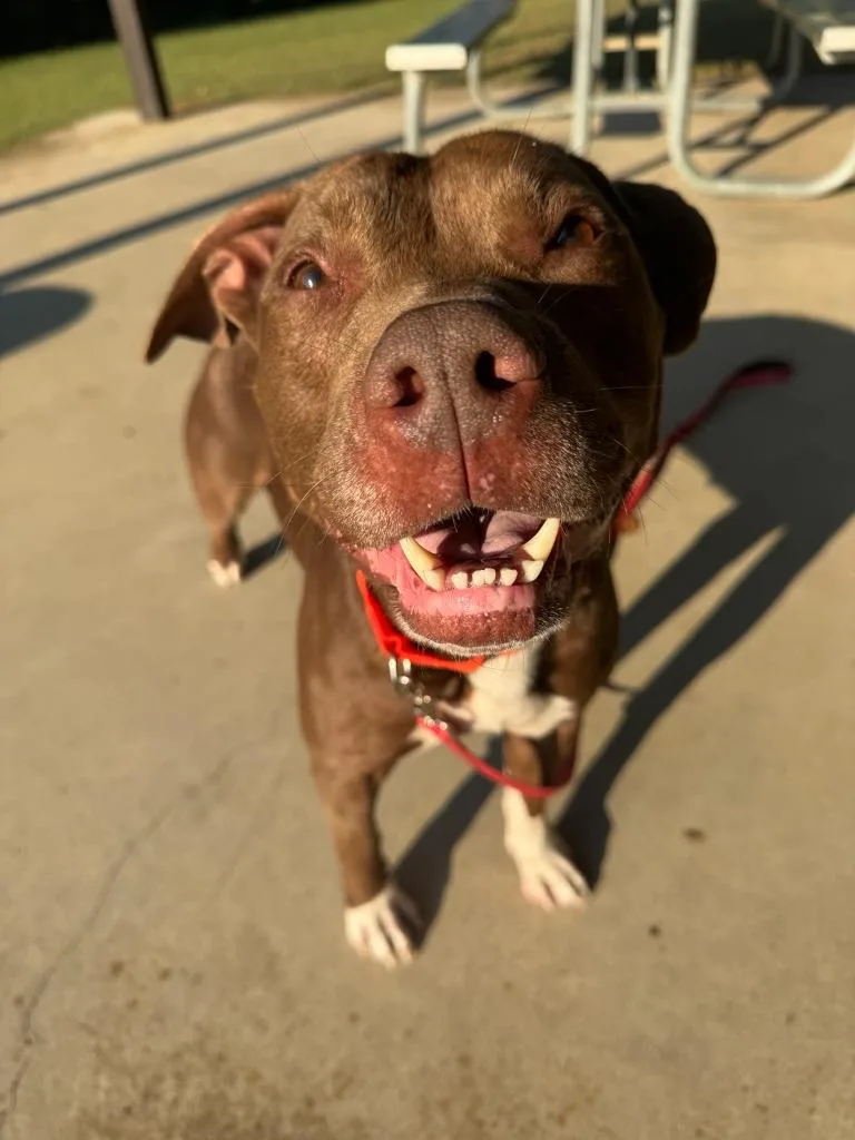 An adult large-sized male Pit Bull Terrier dog named Fiddler for adoption in East Ridge, TN