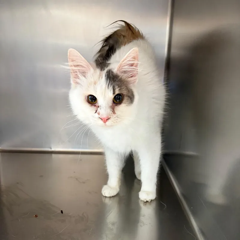 A young medium-sized female Calico Domestic Medium Hair cat named Ingrid for adoption in Council Bluffs, IA