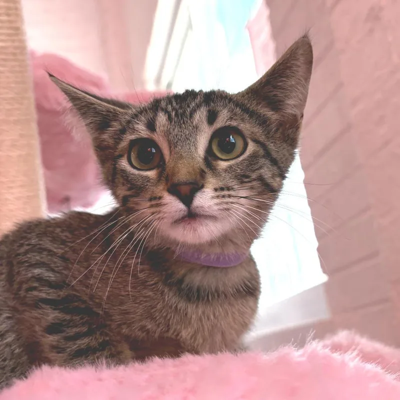 A baby small-sized female Brown / Chocolate Domestic Short Hair cat named Tabitha for adoption in Forest Park, IL