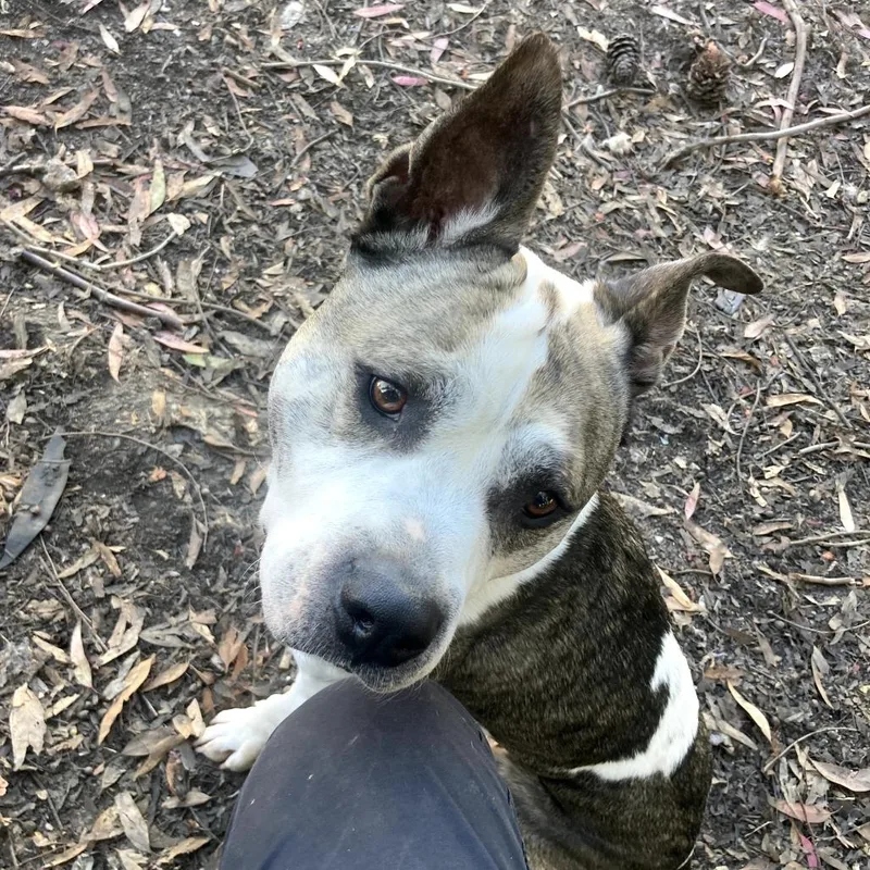 An adult large-sized male Brown / Chocolate Mixed Breed dog named Pablo for adoption in San Francisco, CA