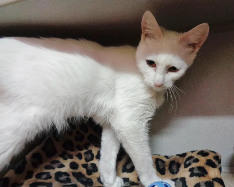 Tiramisu thumbnail 4