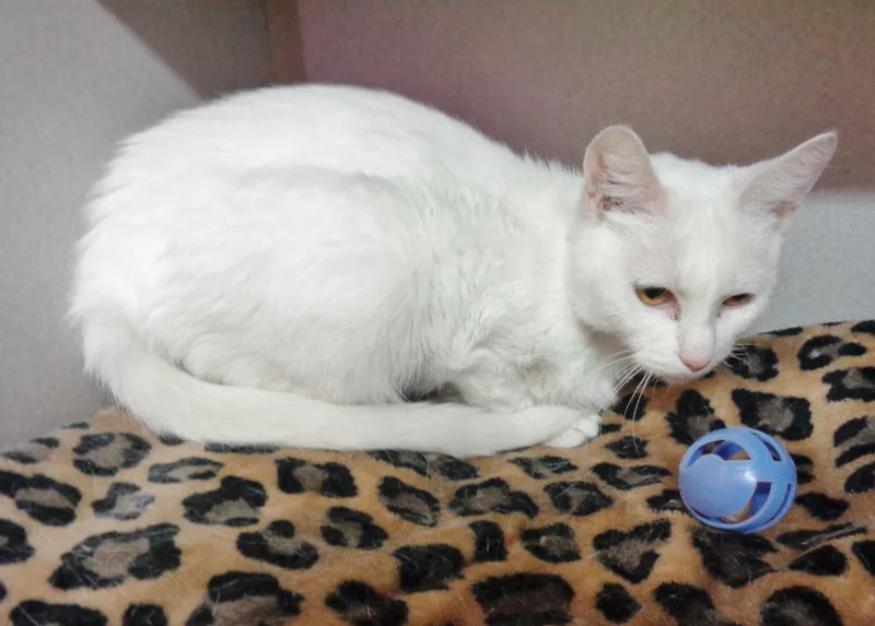 Tiramisu thumbnail 5