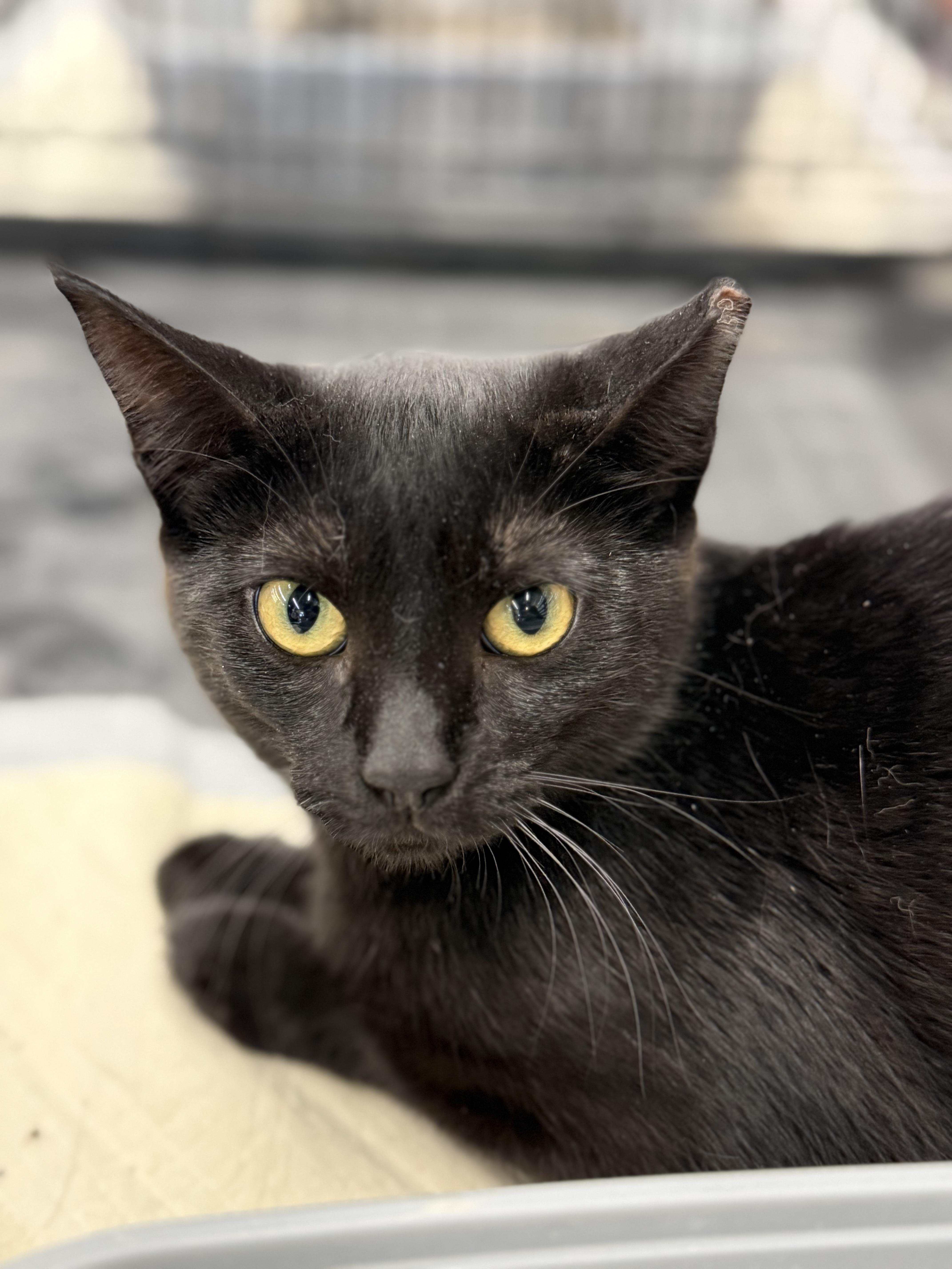 A young medium-sized female Black Domestic Short Hair cat named Moonlight for adoption in Intercession city , FL
