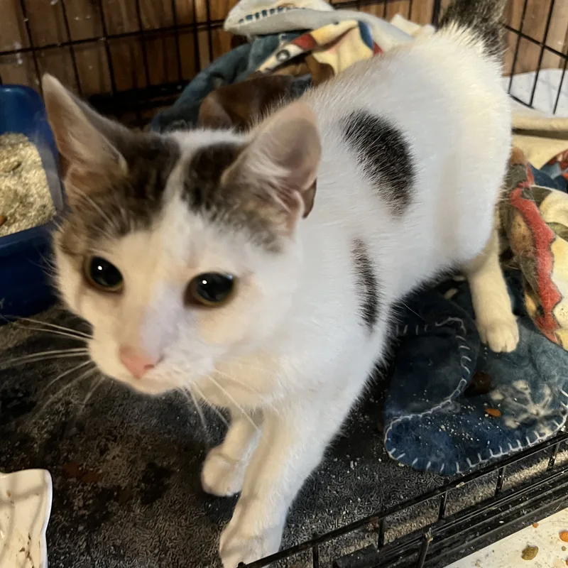 A young medium-sized female Tabby (Brown / Chocolate) Domestic Short Hair cat named Addy for adoption in Cranford, NJ