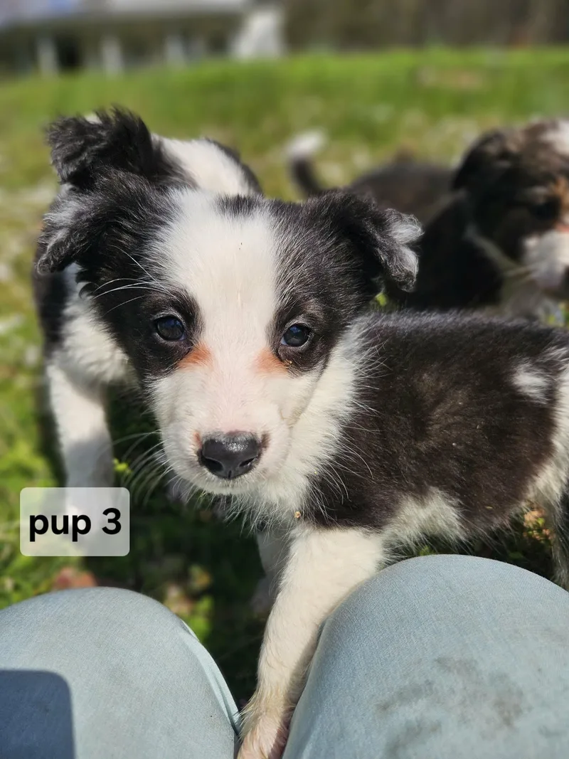 Pup thumbnail 3