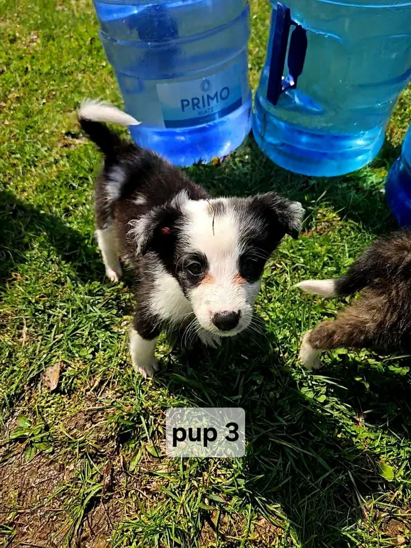 Pup thumbnail 4