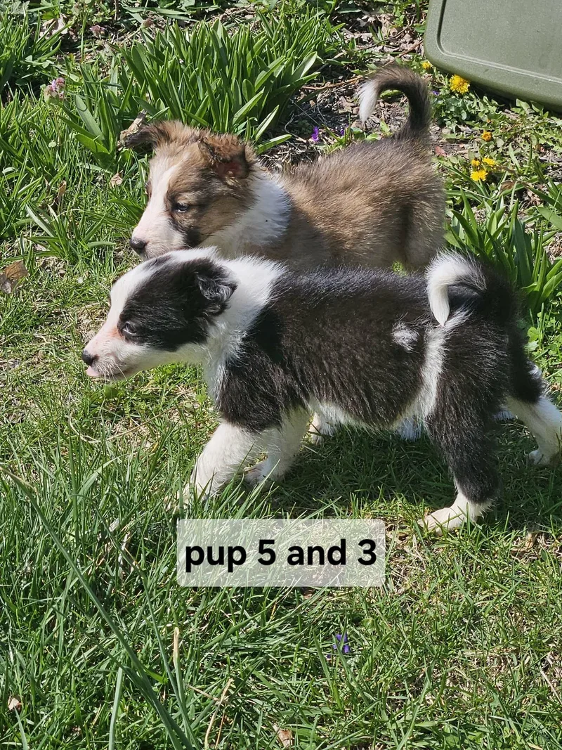 Pup thumbnail 5