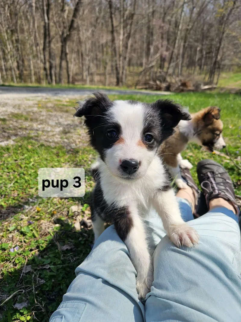Pup