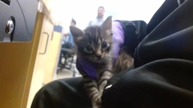 A baby small-sized male Domestic Short Hair cat named Kat for adoption in Miami, FL