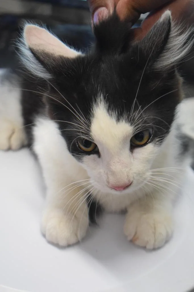 A baby small-sized male Domestic Short Hair cat named Tipsy for adoption in Pahrump, NV