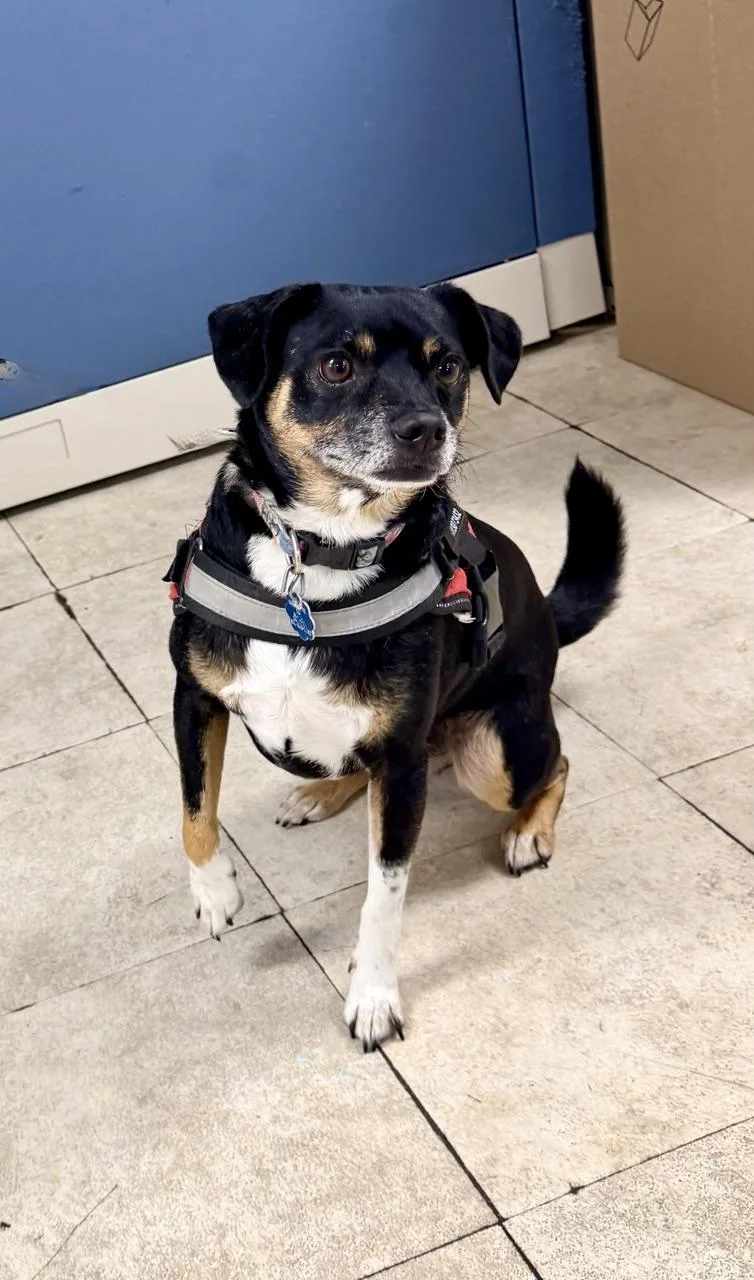An adult small-sized male Tricolor (Brown, Black, & White) Mixed Breed dog named Loki for adoption in Englewood, FL